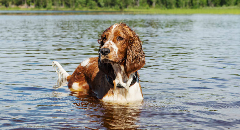 Hund som badar i en av Sveriges bästa hundkommuner.