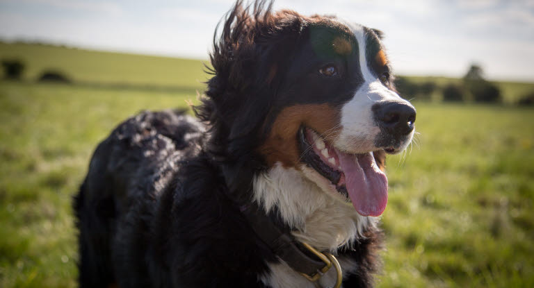 Berner sennenhund på grön äng.