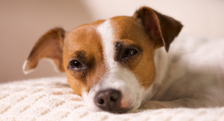 Jack russel terrier vilar på en filt.