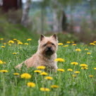 Cairnterrier sitter i gräset bland maskrosor.