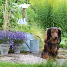 I trädgården lurar faror för hunden