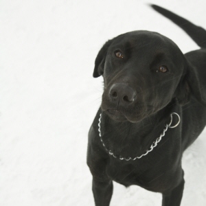 urinvägsinfektion hund urinvägsinfektion hund