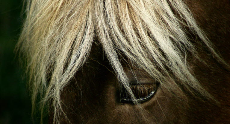 Om hästen fastnat eller gått omkull - Agria Djurförsäkring