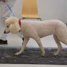 Hund som medverkat i forskningsstudie om artros
