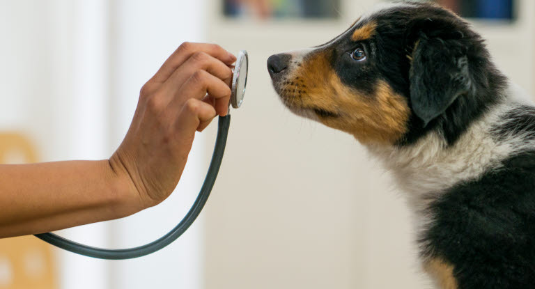 Hund hos veterinären.