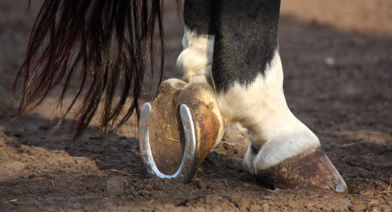 Hälta är den vanligaste orsaken att till att hästar besöker veterinär