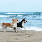 En långhårig och en korthårig chihuahua springer på stranden.