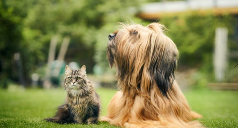 Agria och SLU instiftar det Stora forskningspriset i veterinärmedicin.