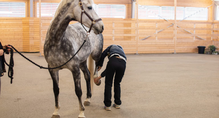 Veterinär undersöker häst i ridhus.