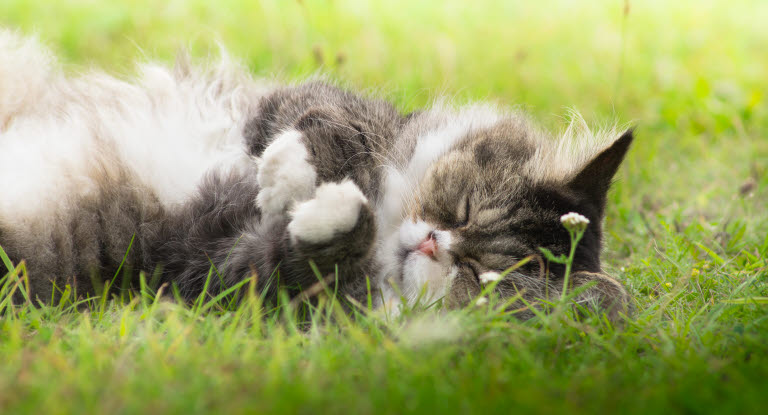 Ett ”vanligt” getingstick hos katt behöver oftast inte behandlas