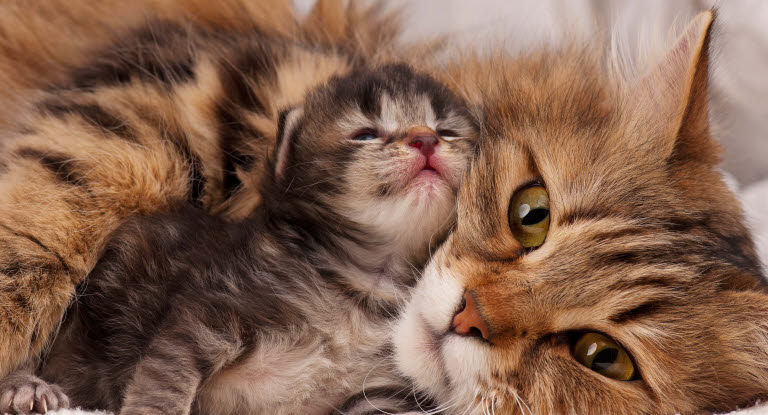 Kattunge med sin mamma.