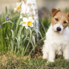 Jack russell terriervalp sitter på en blomsteräng.