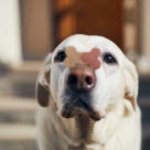 Hund med godis på nosen, en bra aktivering för hundar.
