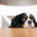 Fundersam hund. Funderar du på om du ska kastrera din hund eller inte?
