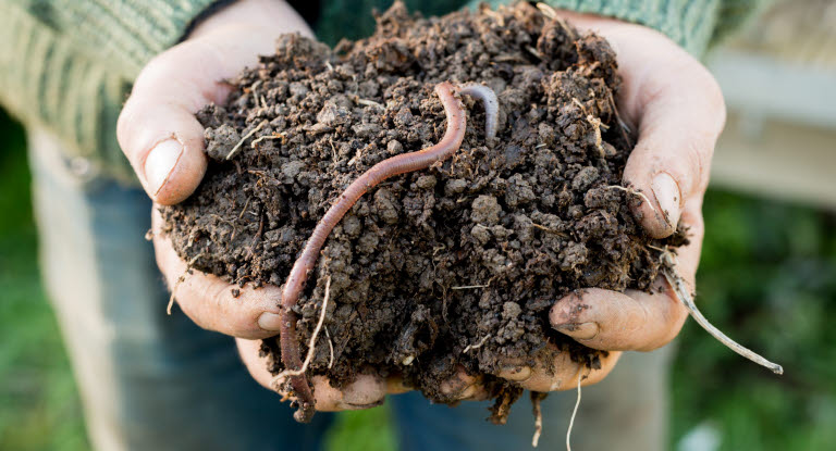 Daggmaskar en del av hållbart jordbruk