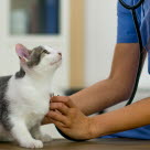 Veterinär lyssnar på kattens hjärta med stetoskop.