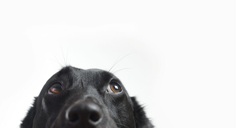 Saker vi gör som hunden inte gillar