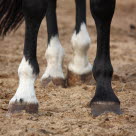 Hältor vanligaste orsaken att hästar besöker veterinären.