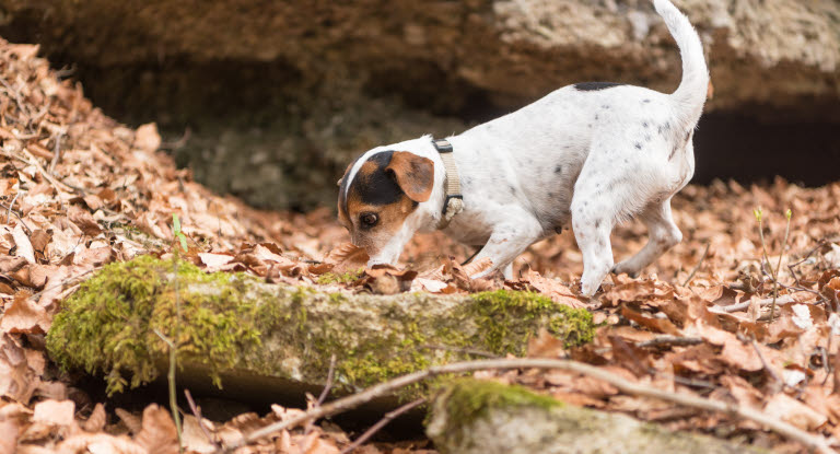 Jack russell terrier jagar i gryt.