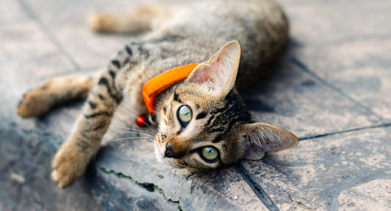 Vad händer egentligen i kattens hjärna?