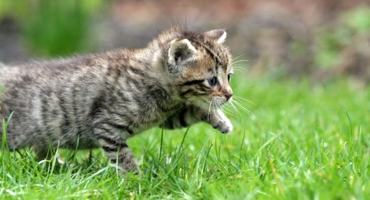 katt svullen kind katt svullen kind