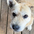 Hund med torr och flagnande nos.