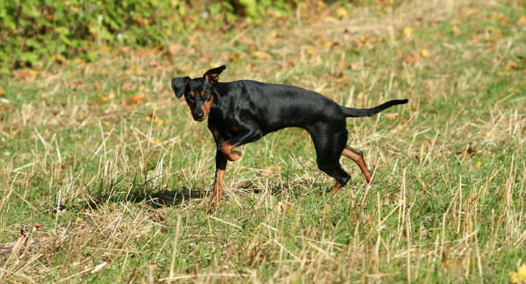 Hund som är ute och busar i naturen kan lätt skada sig och få skärsår.