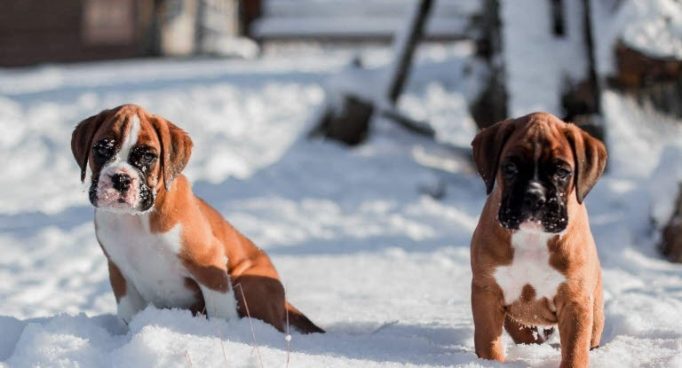 Tänk till när du köper hund.