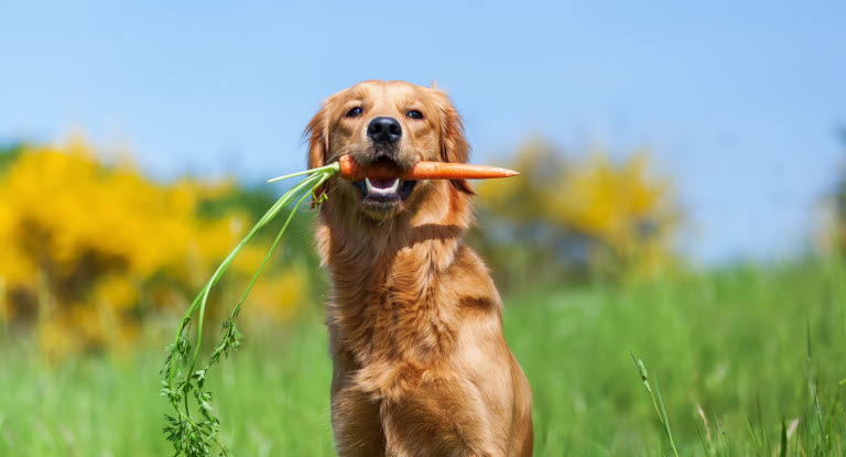 Hund som äter morötter.