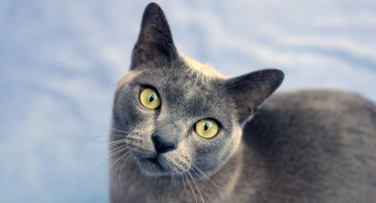 katt olika stora pupiller katt olika stora pupiller