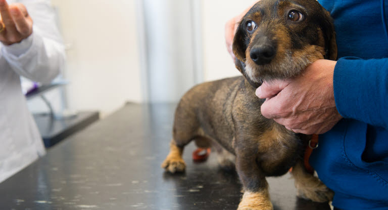 Tung lastbil gift betaling Virus vi vaccinerar våra hundar mot - Agria Djurförsäkring