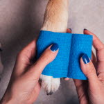 Tassbandage på hundens tass.