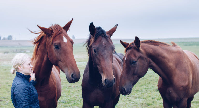 Flock hästar som är försäkrade i Agria.