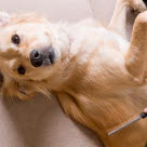 Borsta hundens päls är ett att många sätt att sköta om sin hund på.