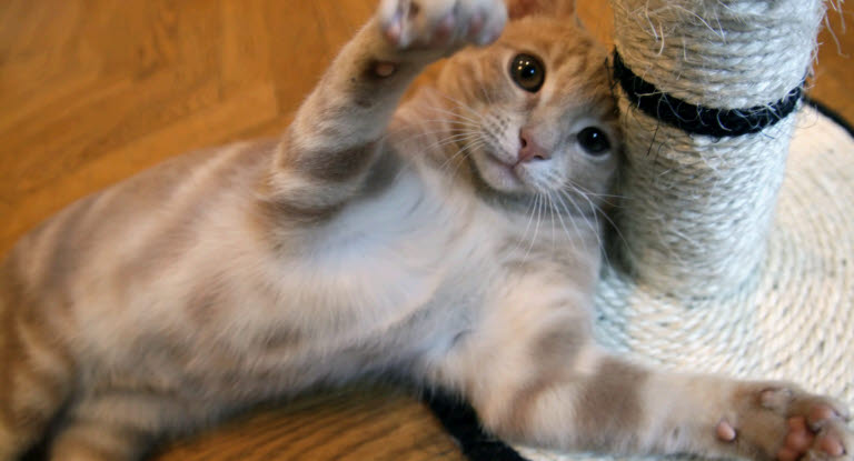 katt klöser på tapet katt klöser på tapet