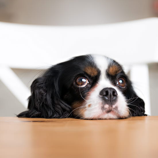 Hund gör köttebulleutmaningen.