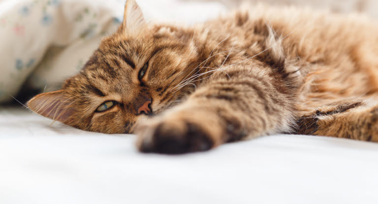 Katt som återhämtar sig efter ett epileptiskt anfall.