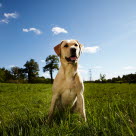 Labrador som sitter på grön äng. 