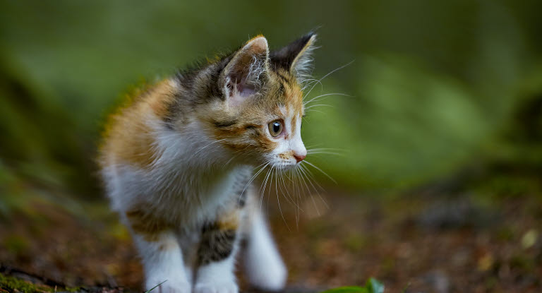 Grundvaccination mot kattsnuva och kattpest görs när kattungen är 8-9 veckor gammal.