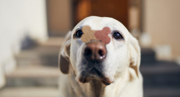 Hund med godis på nosen, en bra aktivering för hundar.
