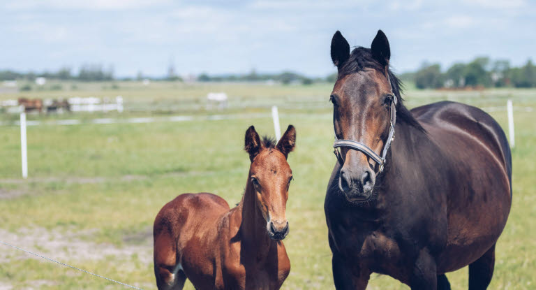 Föl och sto försäkrade med Agrias Avel Veterinärvårdsförsäkring.