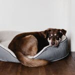 Hund som kräks eller har diarré kan bli trött.