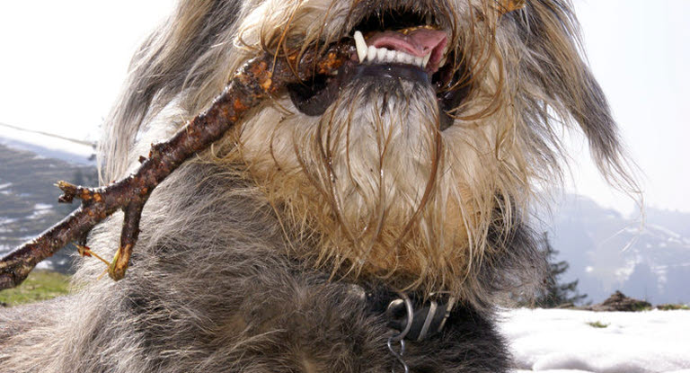 Pinne som tränger in i hundens hud kan orsaka stor skada.