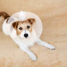 Nykastrerad hund