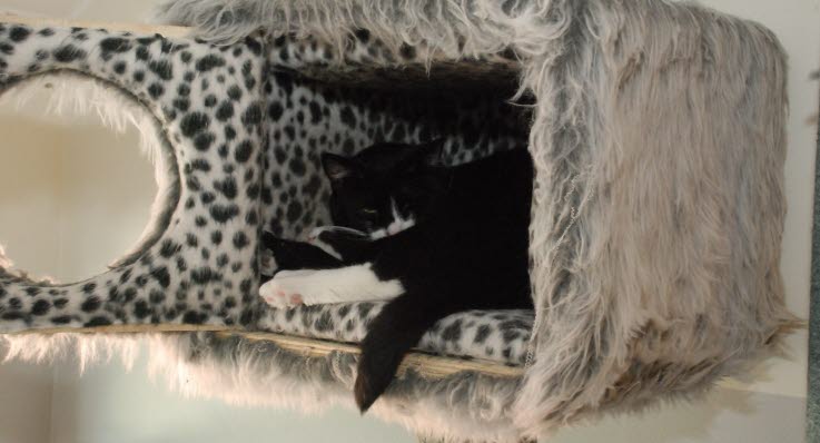 Svart katt kön