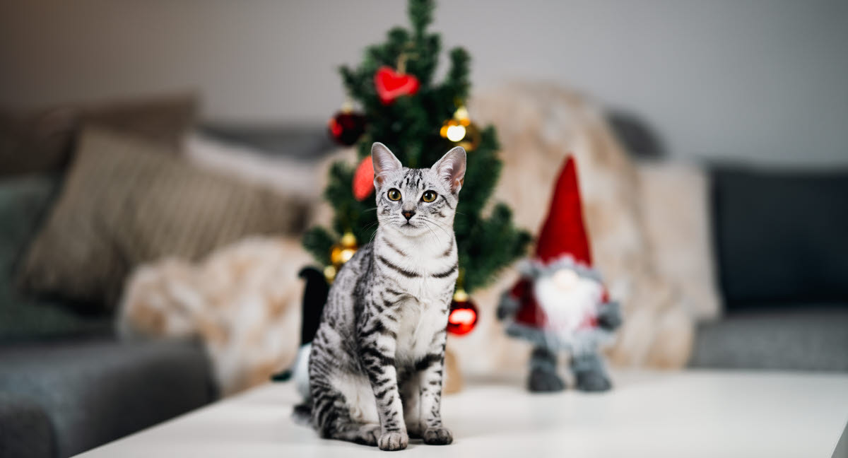En stressfri jul Agria Djurförsäkring