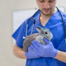 Kanin hos veterinären undersöks för skada eller sjukdom.