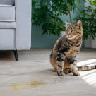 Kissar din katt inne?