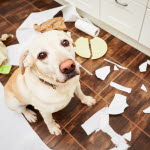 Hund som är ensam hemma som har stökat till det.