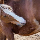Häst som kliar sig. Att hästen kliar sig kan vara symtom på pälsätande löss men visa hästar är symtomlösa och upplever inte att det kliar.